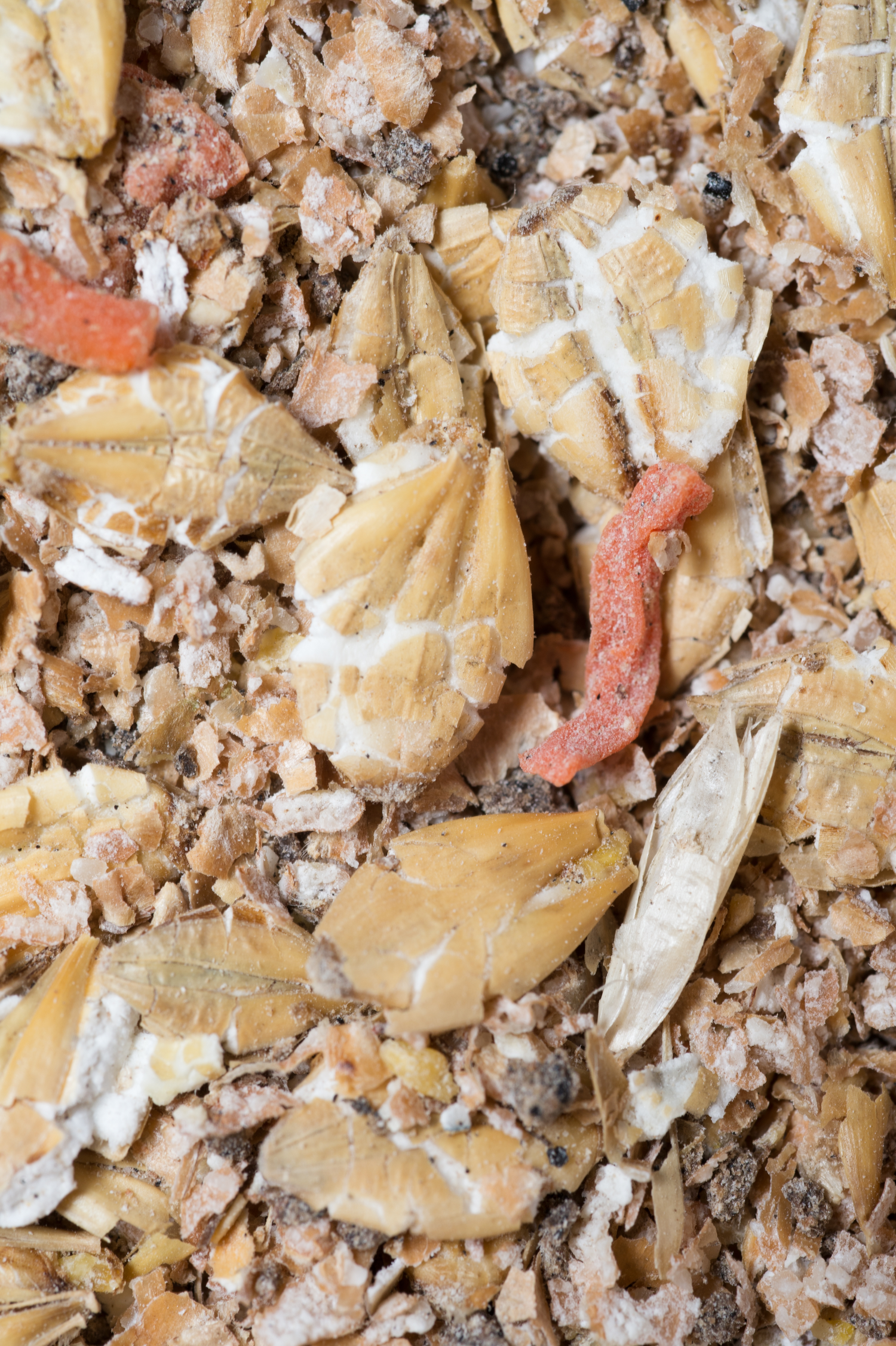 Natural muesli  background with barley and carrot. for horse.