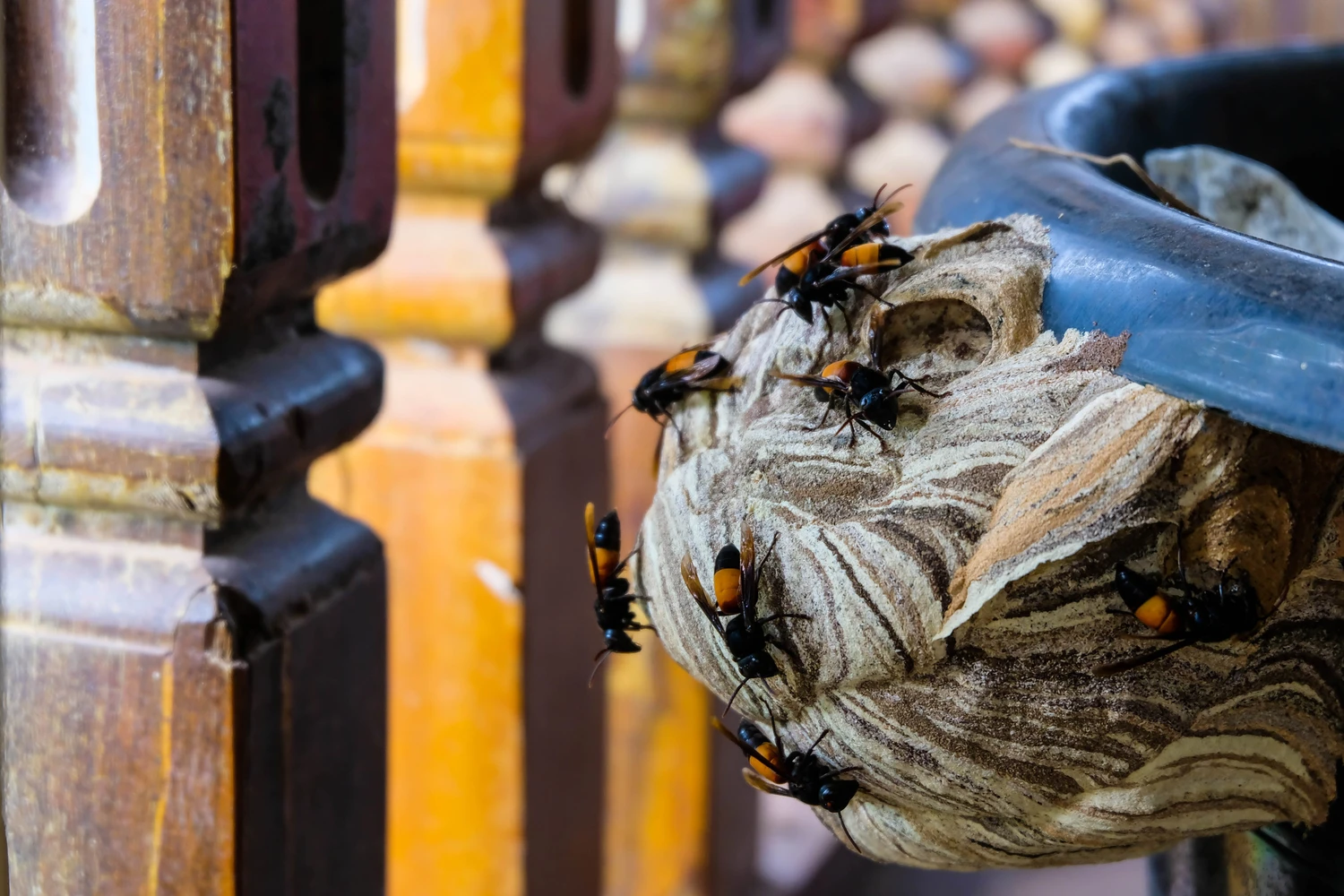 wasps working on building their nest