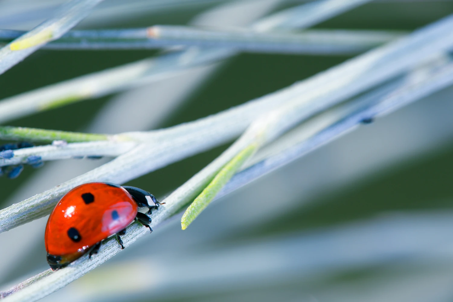 The seven-point ladybug