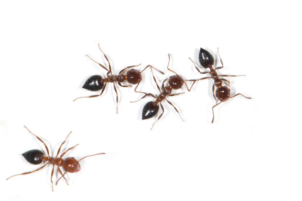 image - 2025-04-09T180128.250 ants on a white background