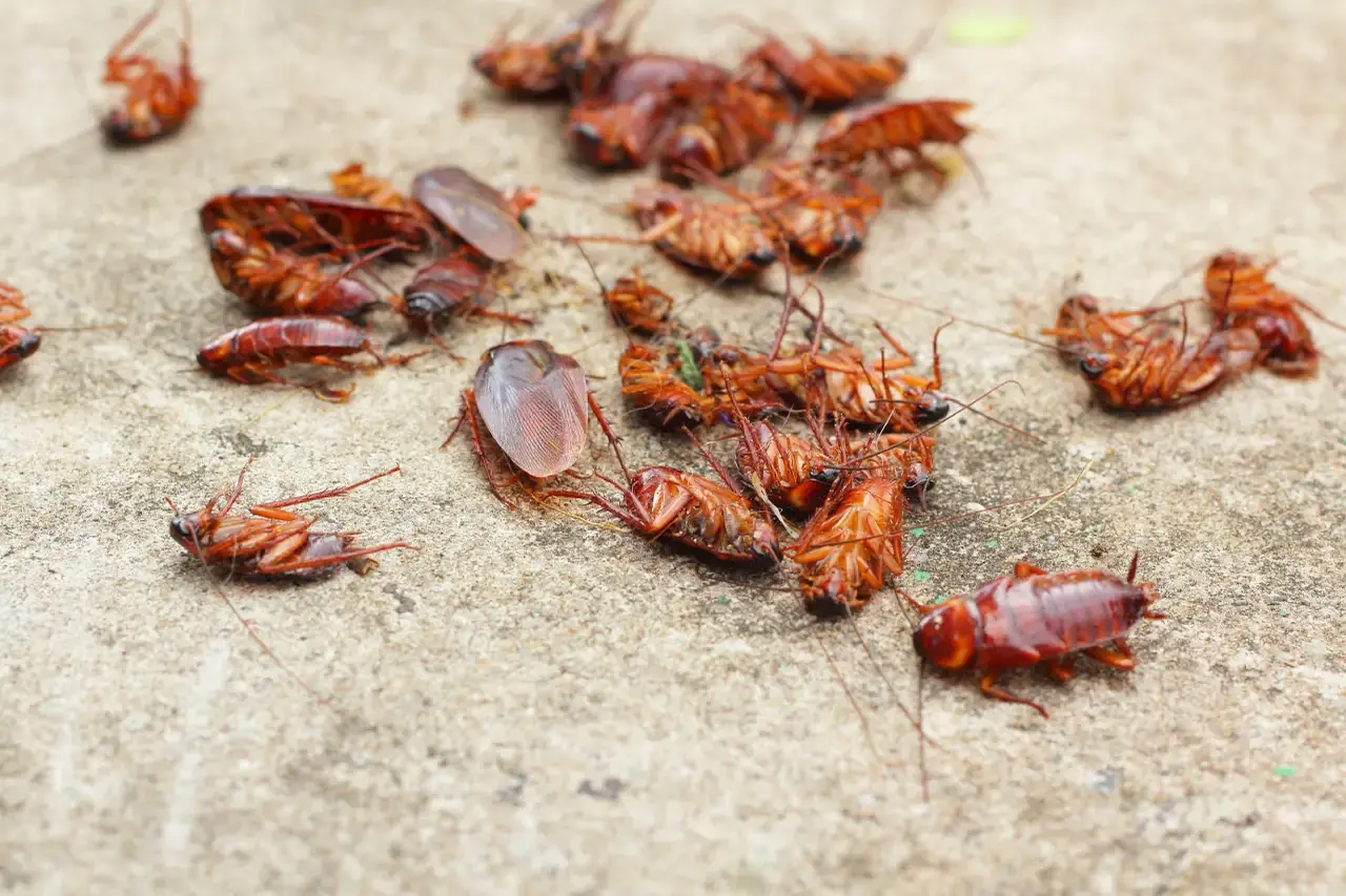 image - 2025-04-09T180357.967 (1) Cockroaches