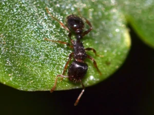pavement ants