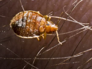 example of what bed bugs look like