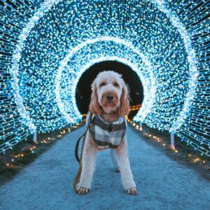 dog in light tunnel at Winter Wander at Boar's Head Resort