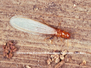 example of termite swarmer with uniform body