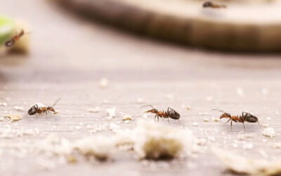 Ant Infestation in Charlottesville? Here’s How to Stop Them